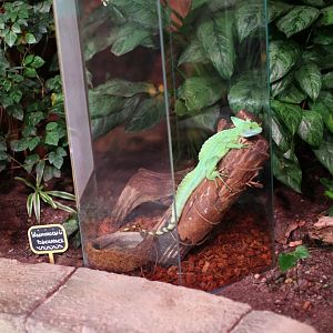 Plumed basilisk (Basiliscus plumifrons)