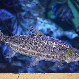 Goliath tigersifh (Hydrocynus goliath)