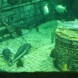 View of mixed freshwater tank