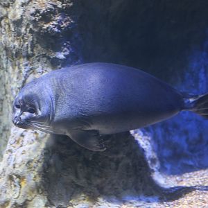 Baikal seal (Pusa sibirica)