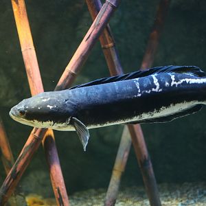 Giant red snakehead (Channa micropeltes)