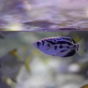 Clouded archerfish (Toxotes blythii)