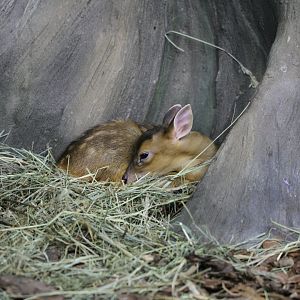 Muntjac fawn