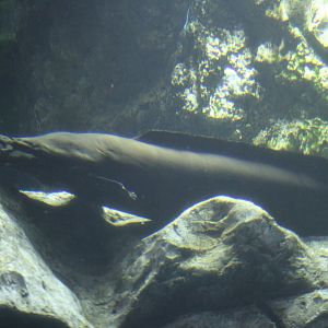 Walking catfish (Clarias sp.)