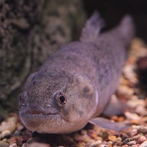 Trahira (Hoplias malabaricus)