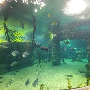 Better view of main freshwater tank