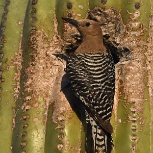 gila woodpecker (on nest cavity)