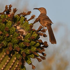 curve billed thrasher