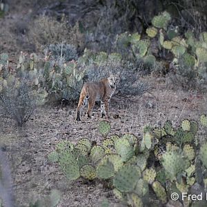 bobcat (in the wild)