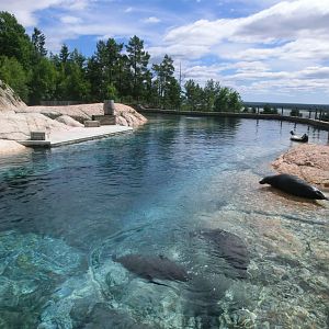 Brådjupet seal enclosure in Kolmården