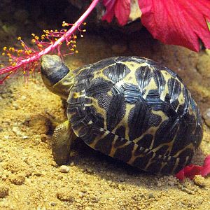 Juvenile Radiated tortoise
