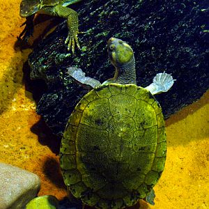 turtle - Perth zoo