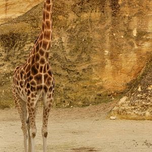 Kordoffan giraffe (Giraffa cameleopardis antiquorum)