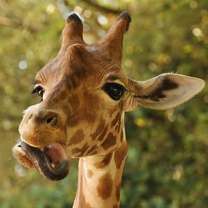 Kordoffan giraffe (Giraffa cameleopardis antiquorum)