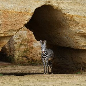 Grevy zebra (Equus grevyi)