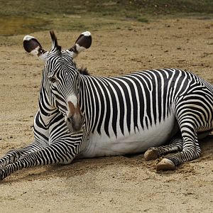 Grevy zebra (Equus grevyi)