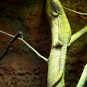 Dampier Peninsula Monitor