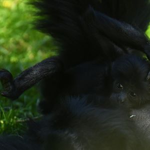 Siamang (Symphalangus syndactylus)