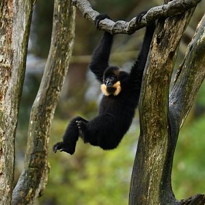 Yellow-cheeked gibbon (Nomascus gabriellae)
