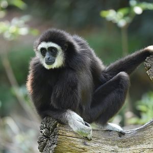 White-handed gibbon (Hylobates lar)