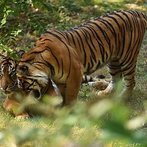 Sumatran tiger (Panthera tigris sumatrae)