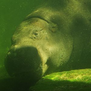 Pygmy hippo (Choeropsis liberiensis)