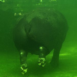 Pygmy hippo (Choeropsis liberiensis)