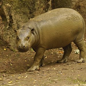 Pygmy hippo (Choeropsis liberiensis)