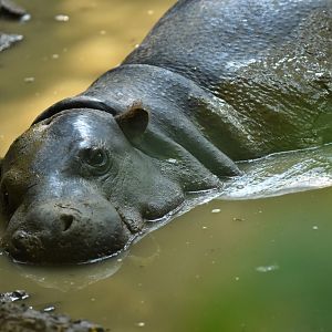 Pygmy hippo (Choeropsis liberiensis)