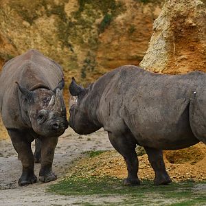 Eastern black rhinoceros (Diceros bicornis michaeli)