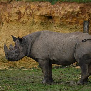 Eastern black rhinoceros (Diceros bicornis michaeli)