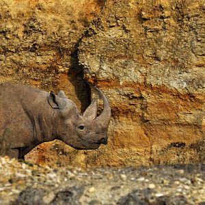 Eastern black rhinoceros (Diceros bicornis michaeli)