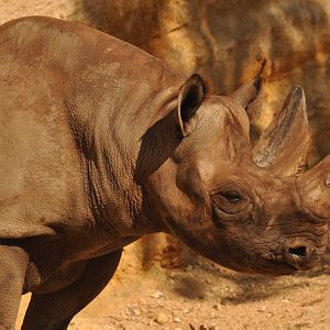 Eastern black rhinoceros (Diceros bicornis michaeli)