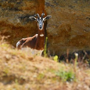 Mhorr gazelle (Nanger dama mhorr)