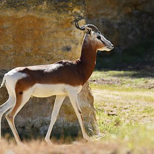 Mhorr gazelle (Nanger dama mhorr)