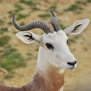 Red-necked gazelle (Nanger dama ruficollis)
