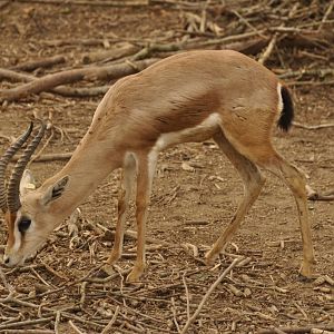 Dorcas gazelle (Gazella dorcas)