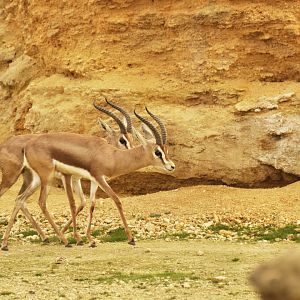 Dorcas gazelle (Gazella dorcas)