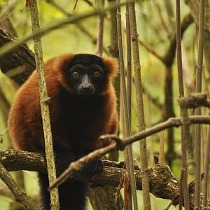 Red ruffed lemur (Varecia rubra)