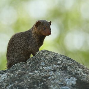 Dwarf mongoose (Helogale parvula)