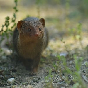 Dwarf mongoose (Helogale parvula)