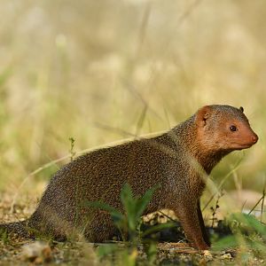 Dwarf mongoose (Helogale parvula)
