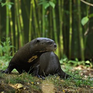 Giant otter (Pteronura brasiliensis)