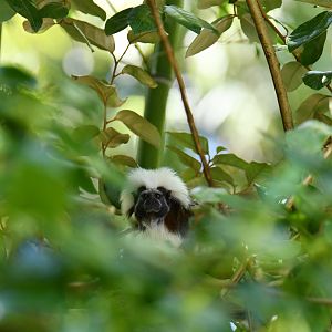 Cotton-top tamarin (Saguinus oedipus)