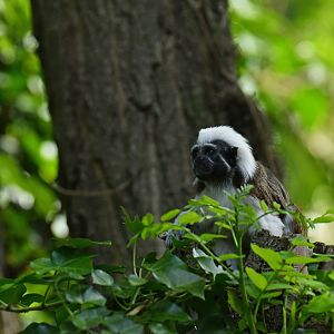 Cotton-top tamarin (Saguinus oedipus)