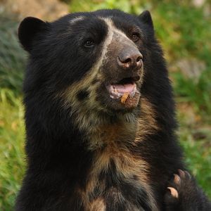 Spectacled bear (Tremarctos ornatus)