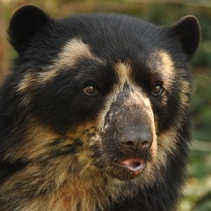 Spectacled bear (Tremarctos ornatus)