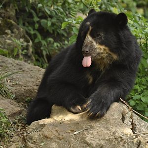 Spectacled bear (Tremarctos ornatus)