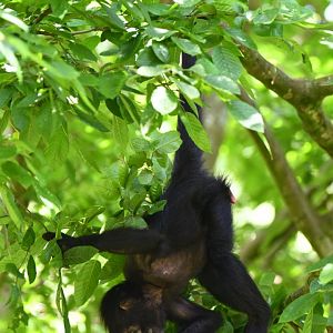 Colombian spider monkey (Ateles fusciceps robustus)