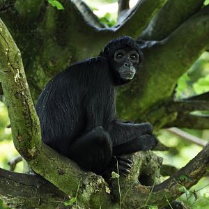 Colombian spider monkey (Ateles fusciceps robustus)